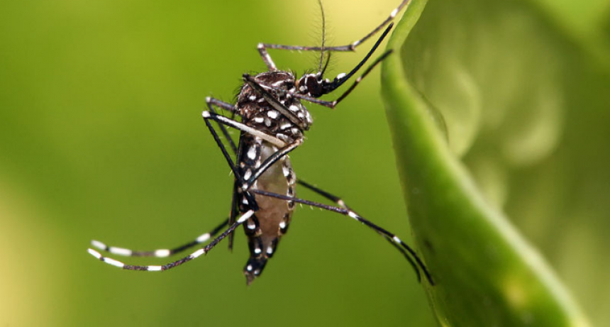 Los casos de dengue muestran un nuevo descenso en el conteo de esta última semana
