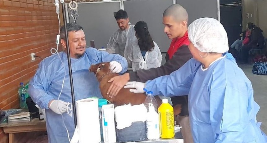 Jornada de castración de mascotas en el B° San Pedro