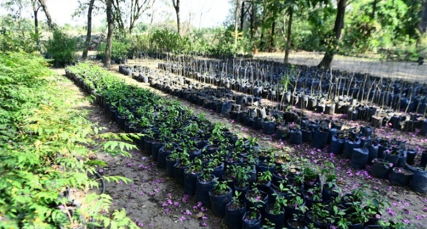 El Municipio entregará plantines por el “Día del Medio Ambiente”