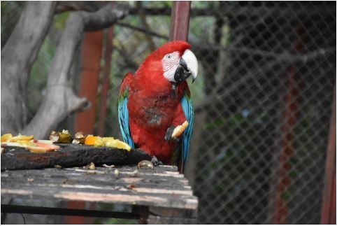 Guaycolec abre sus puertas este fin de semana largo y renueva su compromiso con el cuidado de la fauna silvestre