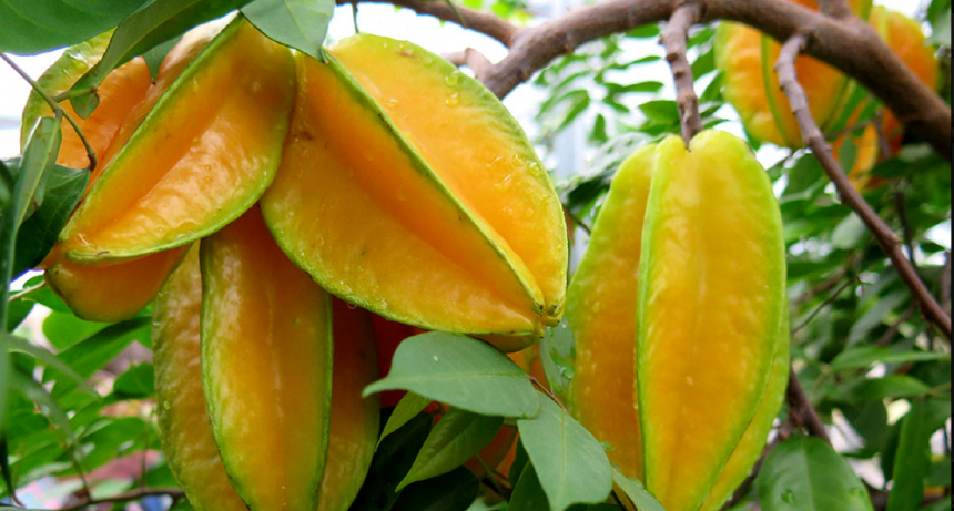 Desde Naineck, despuntan las primicias de carambolas