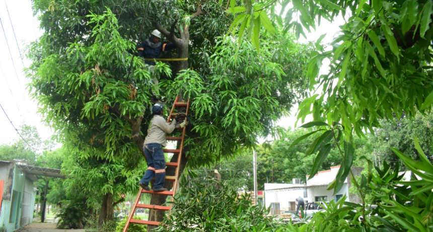 Prosigue el operativo de podas correctivas en la ciudad de la mano de Espacios Verdes del municipio