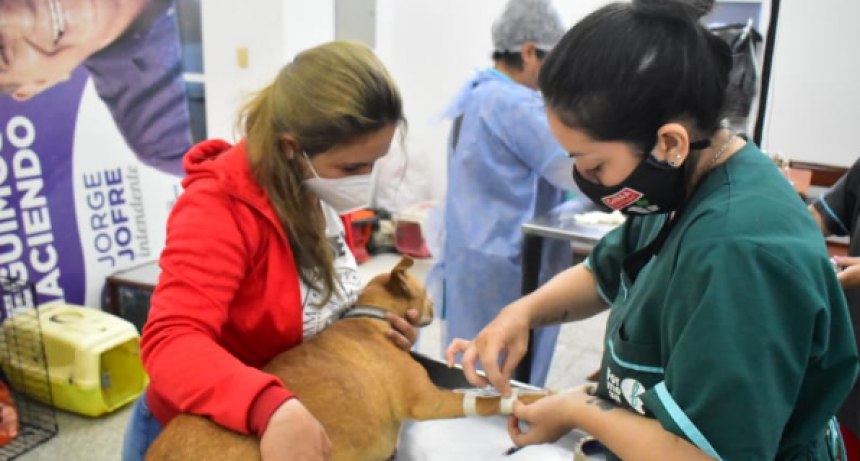 Desde la próxima semana iniciará el operativo de castraciones gratuitas en el barrio Guadalupe