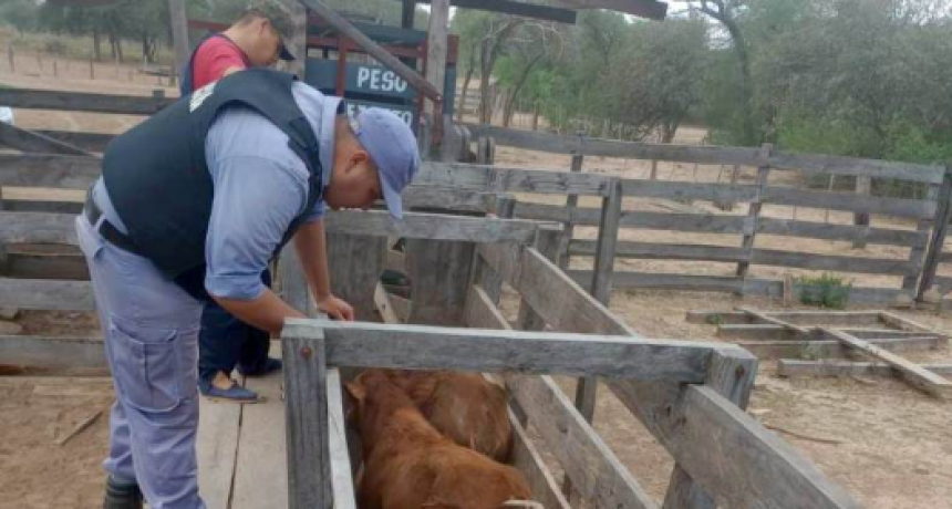 La Policía profundiza los operativos en la frontera seca para impedir el contrabando de hacienda desde Formosa al Paraguay