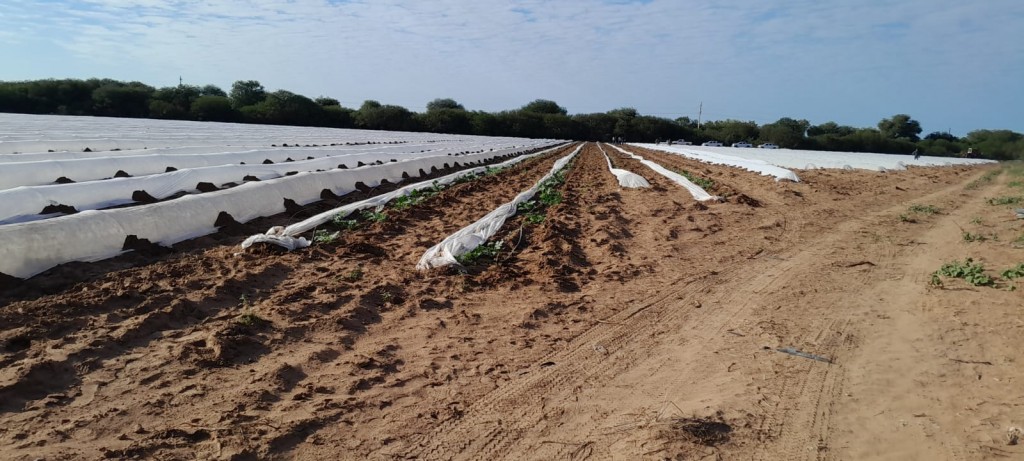 El MPyA realiza recomendaciones para reducir el riesgo de daño por bajas temperaturas