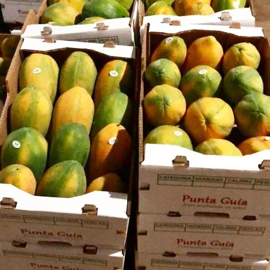 Producción formoseña de papaya despunta en Laguna Naineck