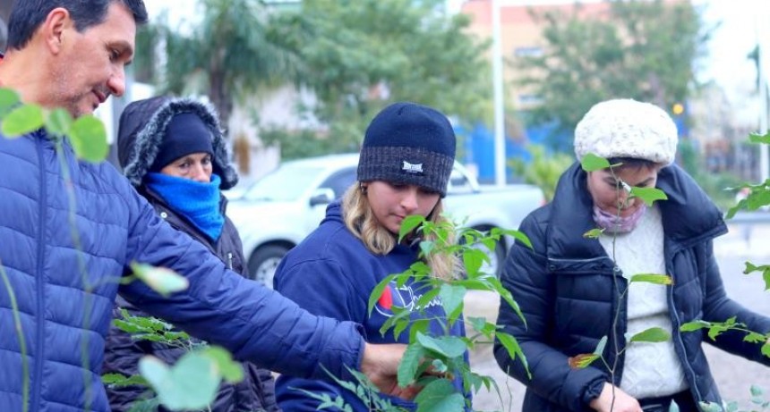 La municipalidad distribuyó plantines de árboles en espacios públicos de la ciudad