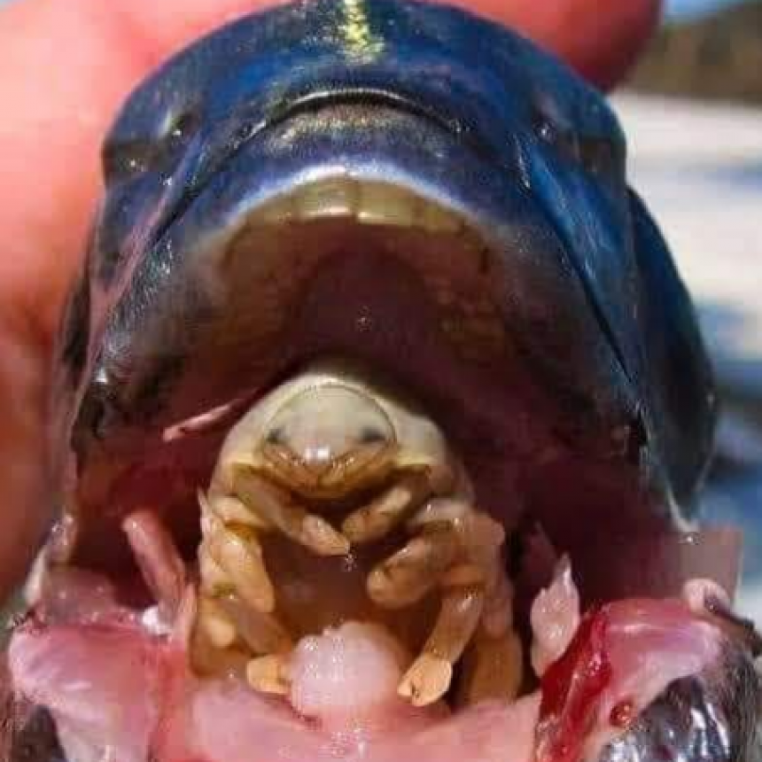 EL HORROR DEL PARÁSITO CYMOTHOAEXIGUA