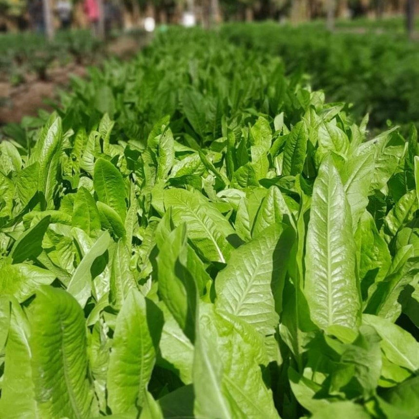 Destacan el trabajo de los productores de Buena Vista y sus aportes al Plan Nutrir
