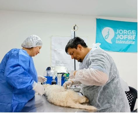 El Castramóvil municipal estará este lunes en el Lote 33