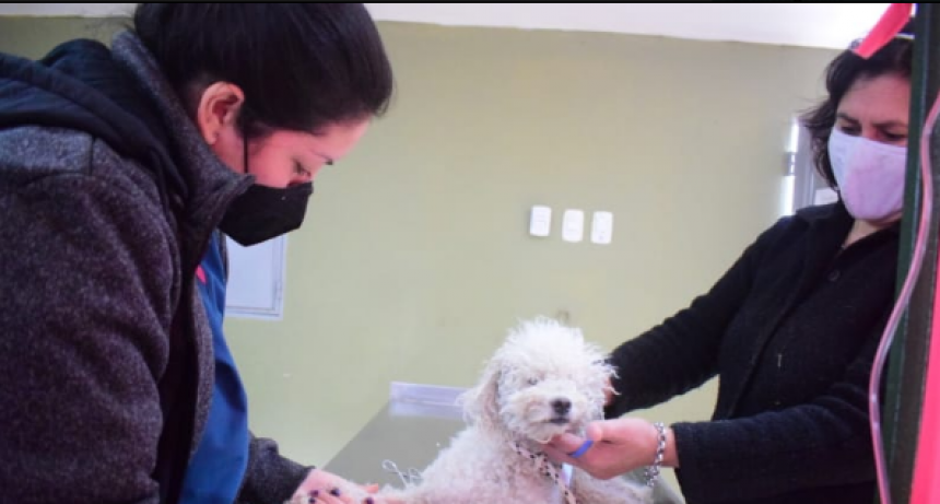 El Municipio realiza castraciones gratuitas en el CeMAA y en diversos barrios capitalinos