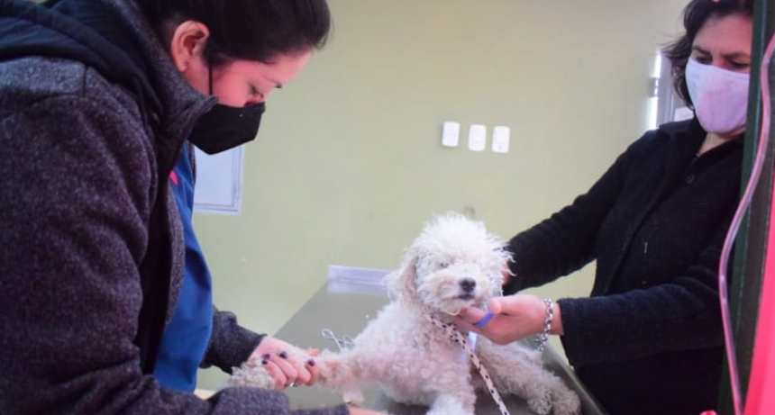 Este sábado habrá operativo especial de castraciones gratuitas y atenciones primarias en el barrio Lote 110