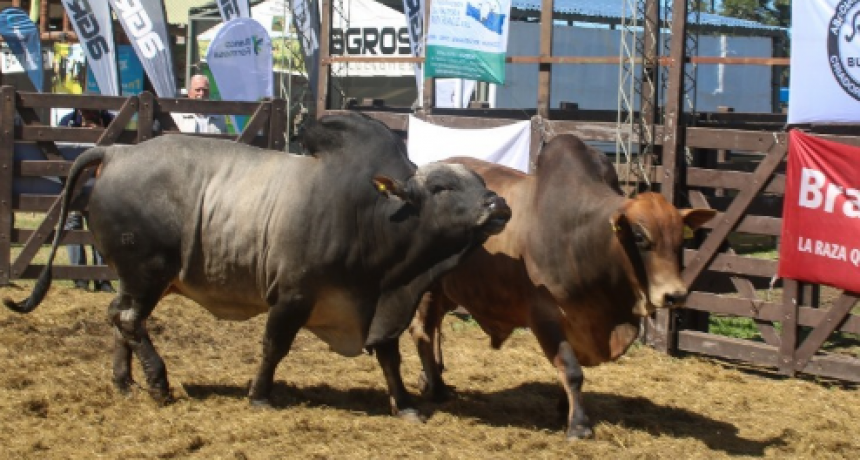 La Rural quiere recuperar la plenitud de la Expo Rural Formosa 2023