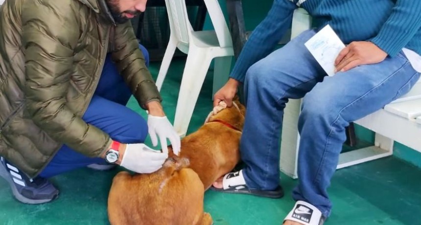 Operativo especial de castraciones “a ritmo de campaña” en el CeMAA “San Roque”