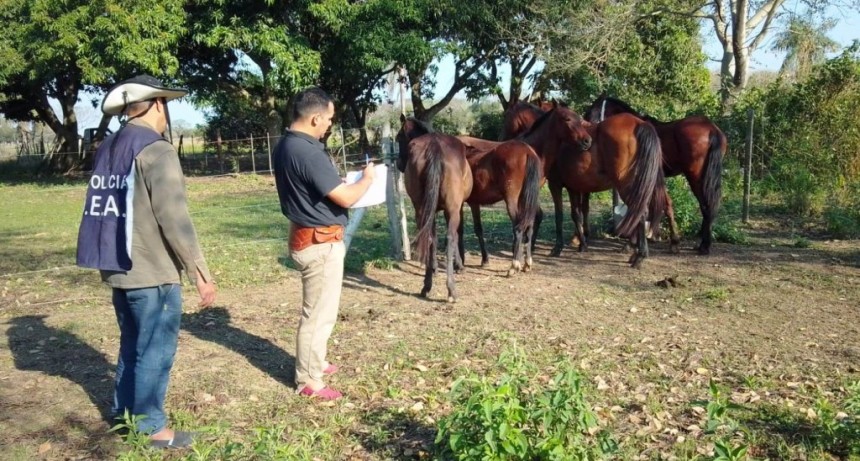 La UEAR retiró animales que ponían en riesgo la seguridad del tránsito