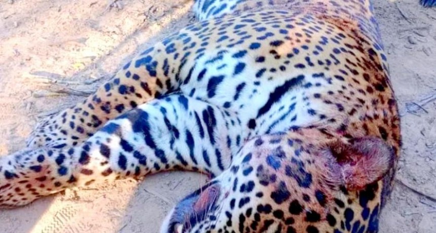 Caza de yaguareté: “Hemos actuado de manera muy rápida, logrando la captura de esta persona en menos de dos días”