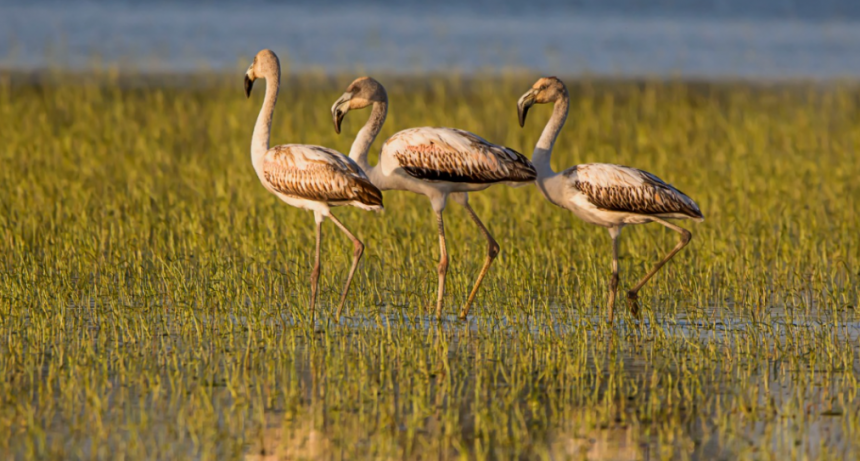 Flamencos en la Biosfera