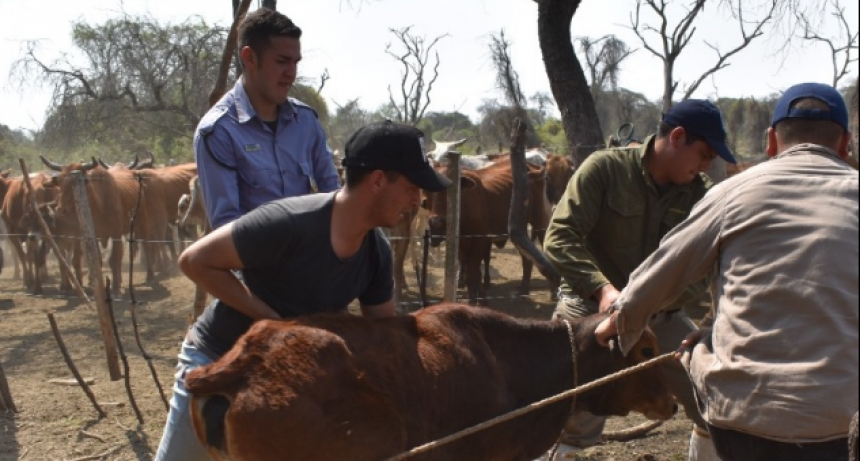 Esclarecen hecho de abigeato, secuestran tres vacunos vinculados a la causa y otros siete por irregularidades