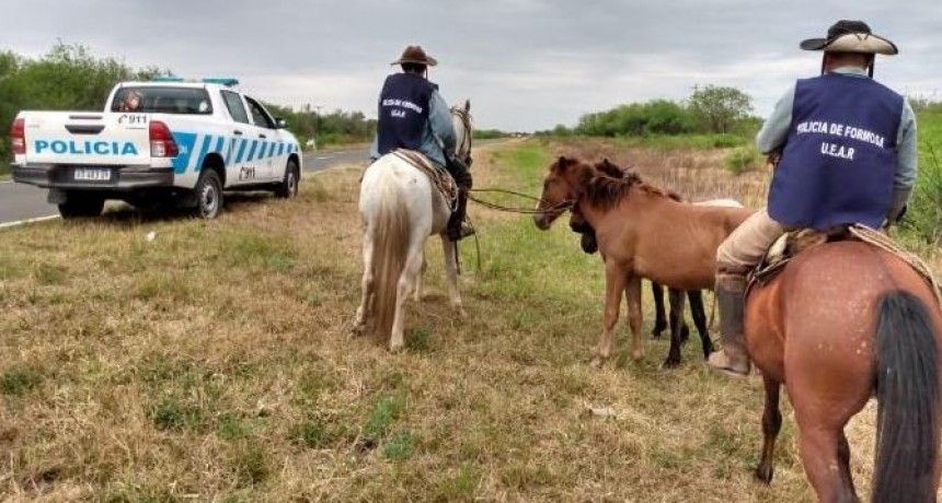 UEAR retiró caballos de la Ruta Nacional 81 para prevenir siniestros viales