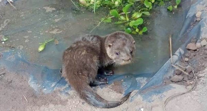 Exitoso rescate de un lobo de río en Vaca Perdida