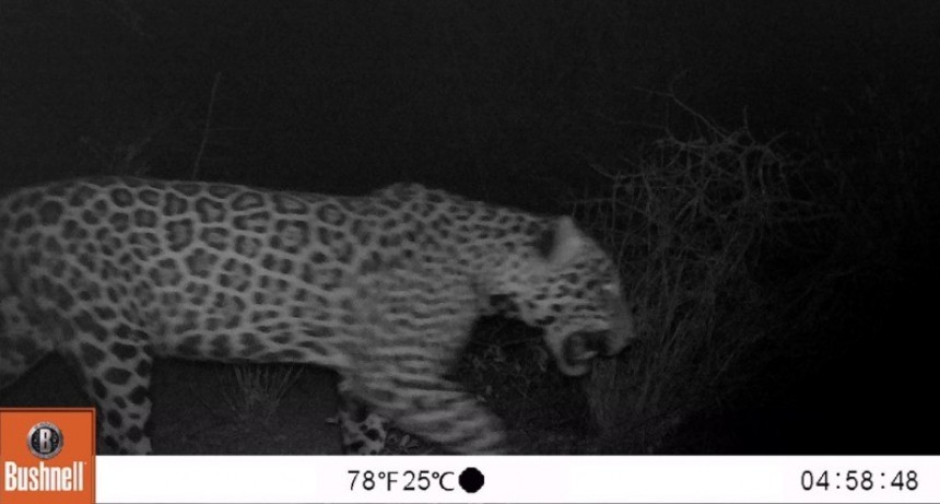 Se confirmó la presencia de un yaguareté macho en la Reserva Natural Formosa
