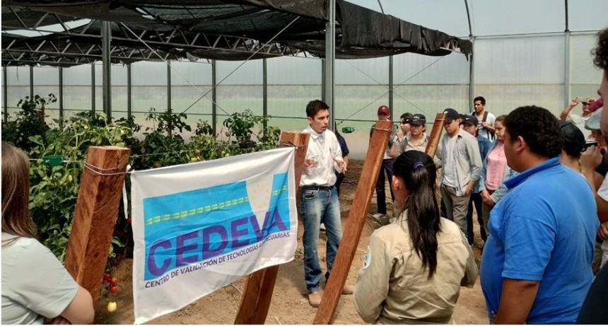 El CEDEVA compartió los resultados de las investigaciones que fortalecen la producción de banana en la región