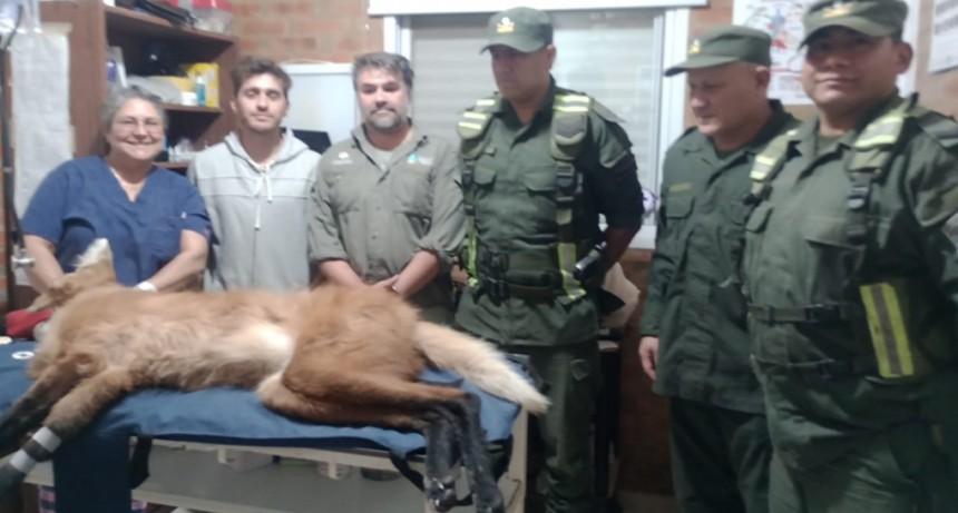 Se encuentra en Guaycolec el aguará guazú rescatado en Clorinda