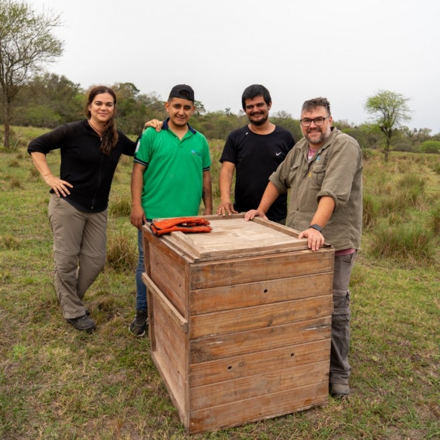 Ejemplar de aguará guazú vuelve a su ambiente natural