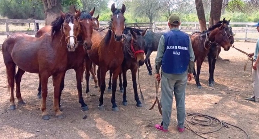 La Policía secuestró 11 caballos que estaban a la vera de la Ruta Nacional N° 81