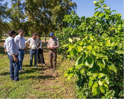 Formosa recuperó su estatus como área libre de HLB en cítricos