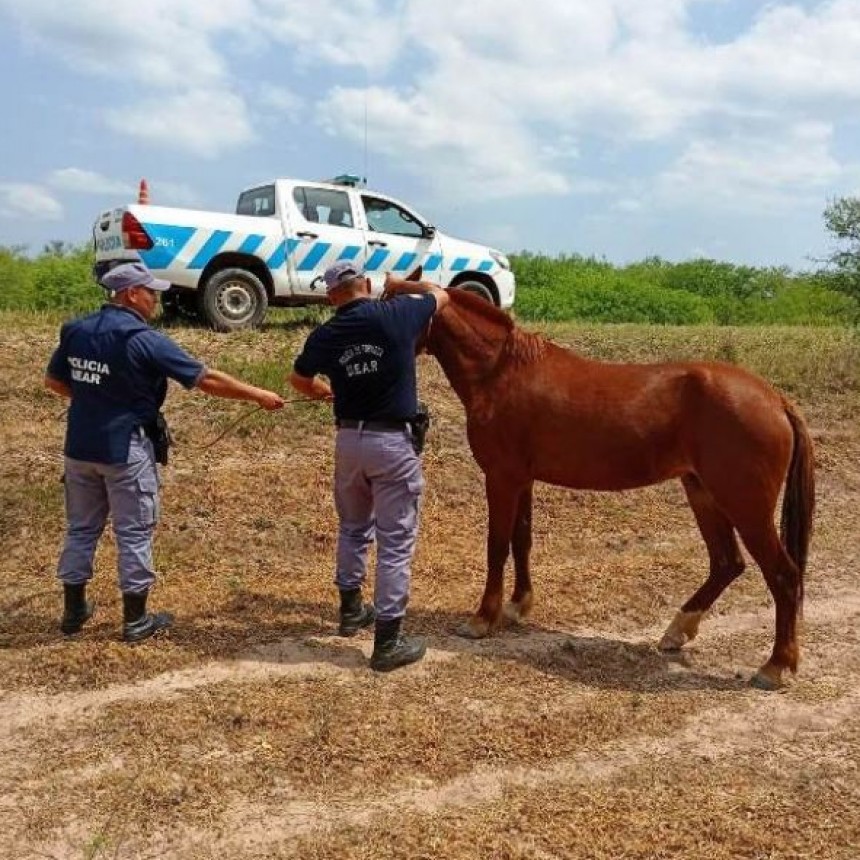 Retiraron animales sueltos que ponían en riesgo el tránsito sobre la Ruta Nacional 81