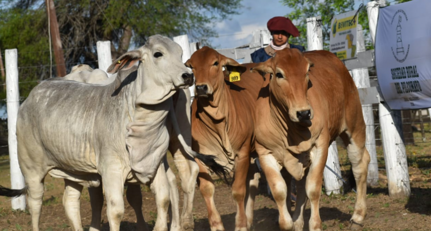 Con destacada genética y buenos precios se realizó la Expo Pilcomayo