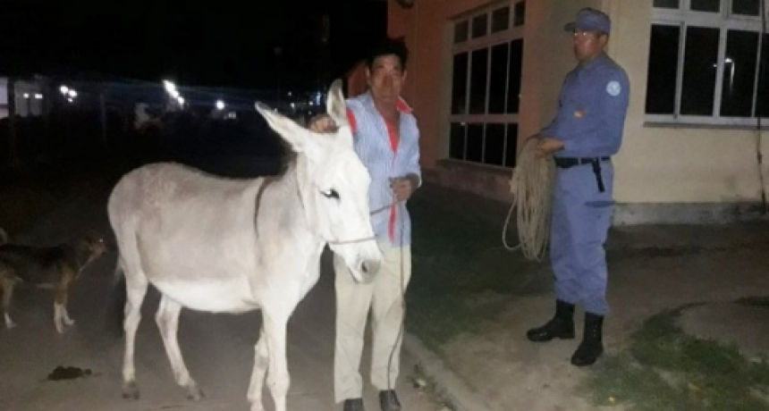 La Policía retiró animales en ruta para prevenir siniestros viales
