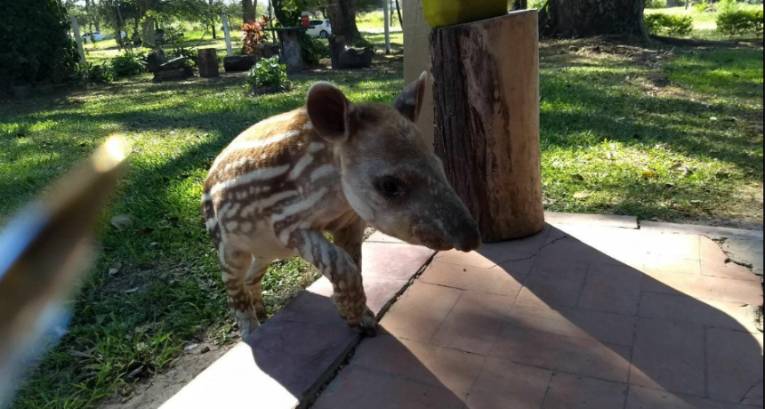 Valioso trabajo de rescate y recuperación de animales silvestres en Guaycolec