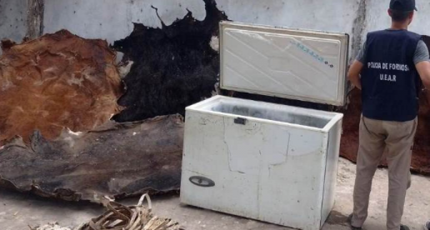 Secuestran caballos, carne vacuna y otros elementos por un hecho de abigeato, que tuvo dos detenidos