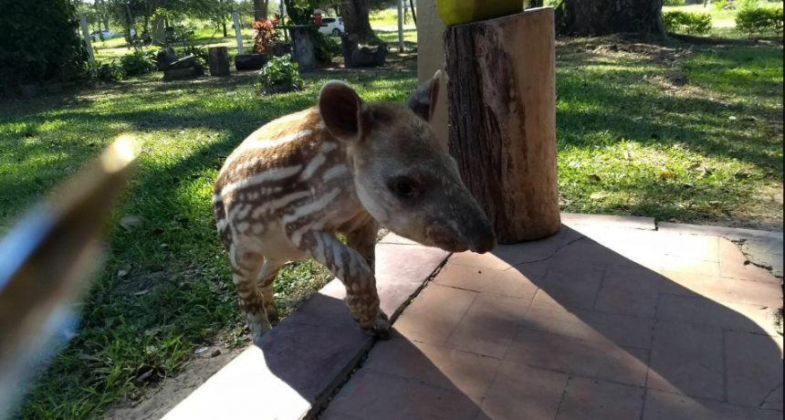 Valioso trabajo de rescate y recuperación de animales silvestres en Guaycolec