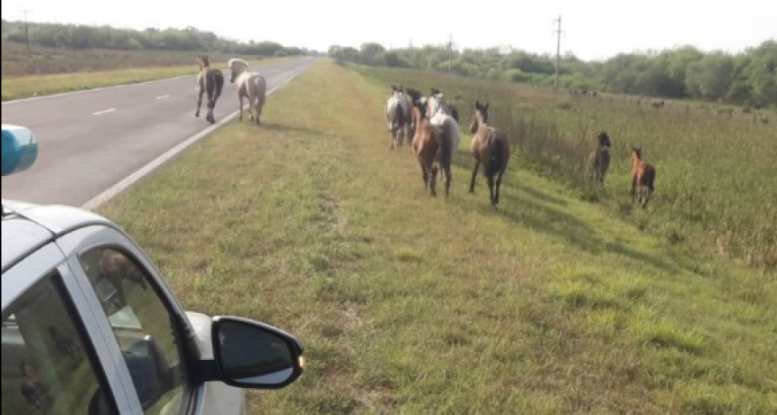 La Policía retira animales sueltos de las rutas y sus inmediaciones