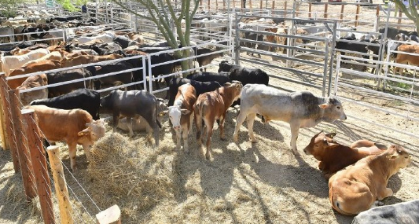 El Chorro: Remate de invernada de productores paipperos se realizará el próximo martes 25