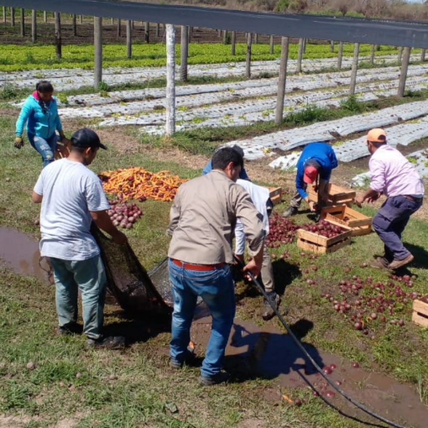 El proyecto socio productivo de Mojón de Fierro aporta remolachas y zanahorias al Plan Nutrir