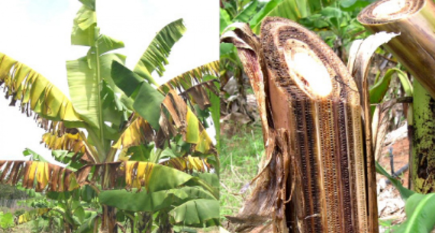 Innovador trabajo de alumnos formoseños competirá en instancia nacional de feria de ciencias