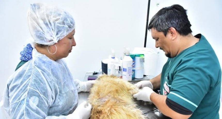 La Dirección de Zoonosis se suma a la II Jornada de Castración Masiva en América Latina