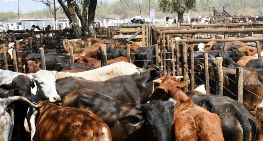 Avanzan los preparativos para la Primera Feria Ganadera Paippera en Lote 8