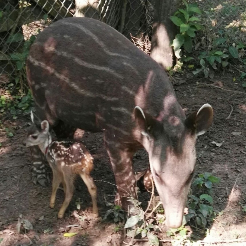 Se podrá visitar Guaycolec el fin de semana largo