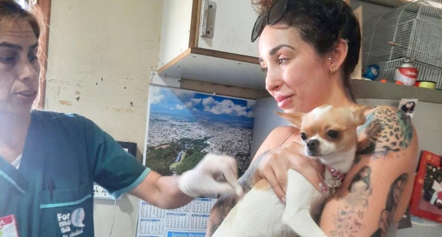 El municipio intensifica su amplio programa de asistencia integral para garantizar el bienestar de los animales