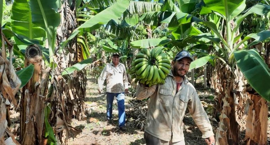 Es constante la asistencia del Gobierno provincial a productores de banana