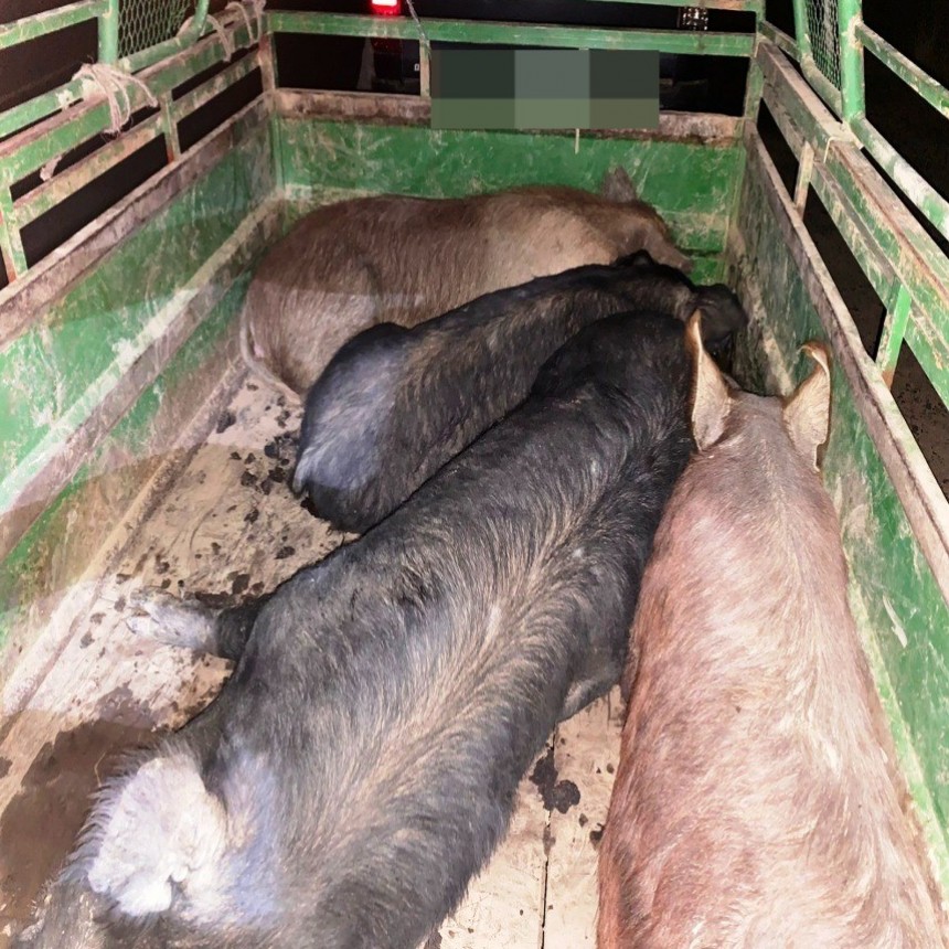Durante un control de rutina en la RN 86, la Policía detectó irregularidades en el traslado de animales