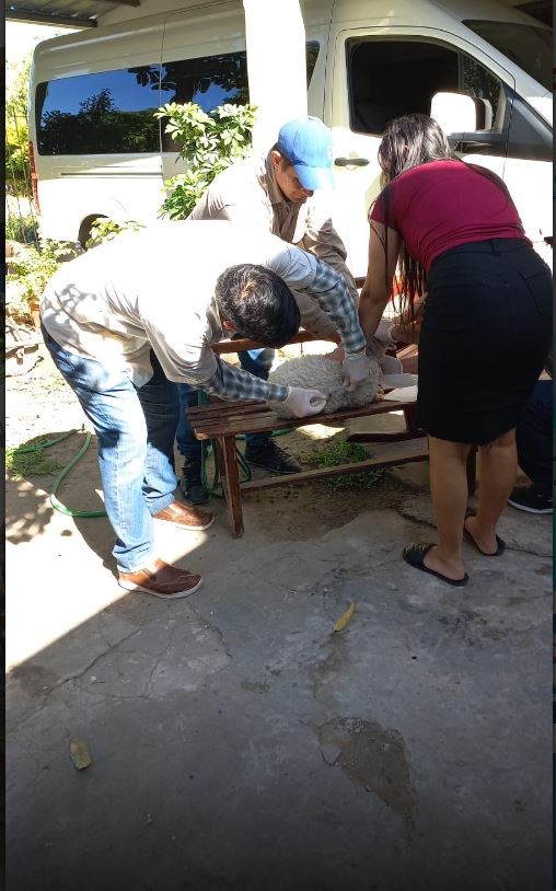 Detectaron un caso positivo de rabia canina en la ciudad de Formosa