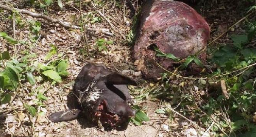 La inmediata acción policial culminó con la detención de dos abigeos