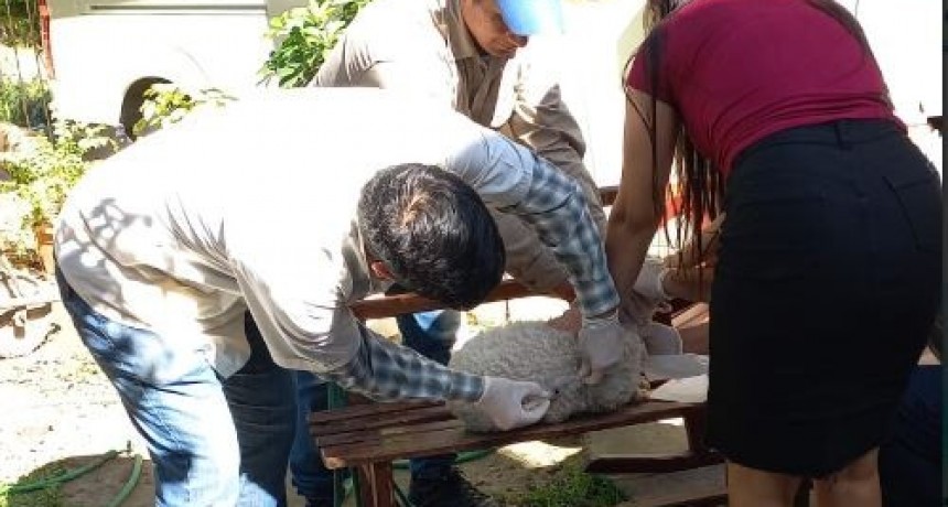 Detectaron un caso positivo de rabia canina en la ciudad de Formosa