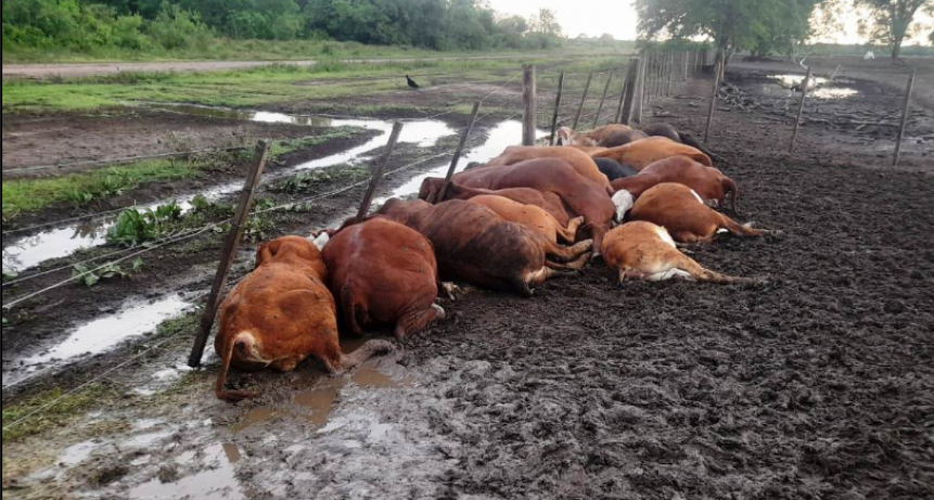 El Alba: Producto de la caída de un rayo, murieron unos 65 animales vacunos
